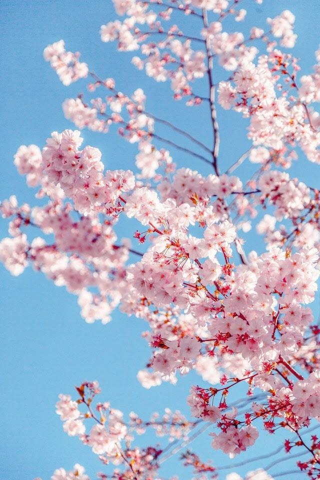 Whispering Meadow: Gentle Pastel Harmony